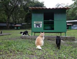 Verão Animal: Prefeitura convida cariocas para o 'Escovão felino'