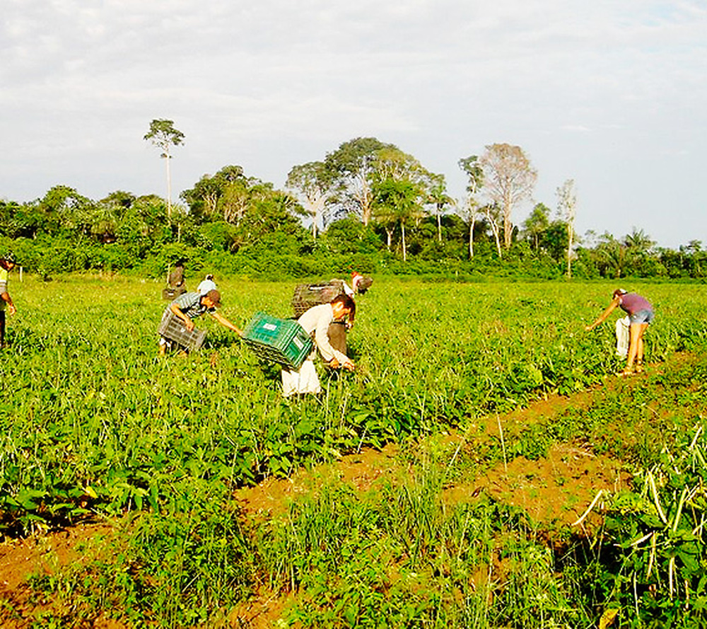 FAO: trabalhadoras do campo recebem 20% a menos que os homens