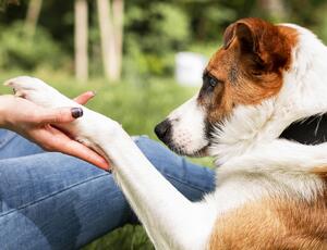 Pets: saiba como e por que é importante cortar as unhas do seu cachorro