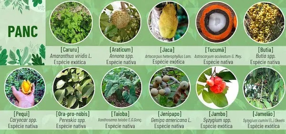 Saiba o que são alimentos biodiversos, consumidos apenas por 1 em cada 100 brasileiros