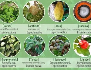 Saiba o que são alimentos biodiversos, consumidos apenas por 1 em cada 100 brasileiros