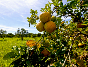 Região Metropolitana do Rio tem safra temporã e se prepara para super colheita da “laranja mais doce do país