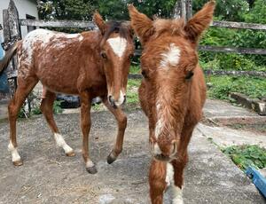 Quatro cavalos resgatados de maus-tratos são incluídos em campanha para adoção