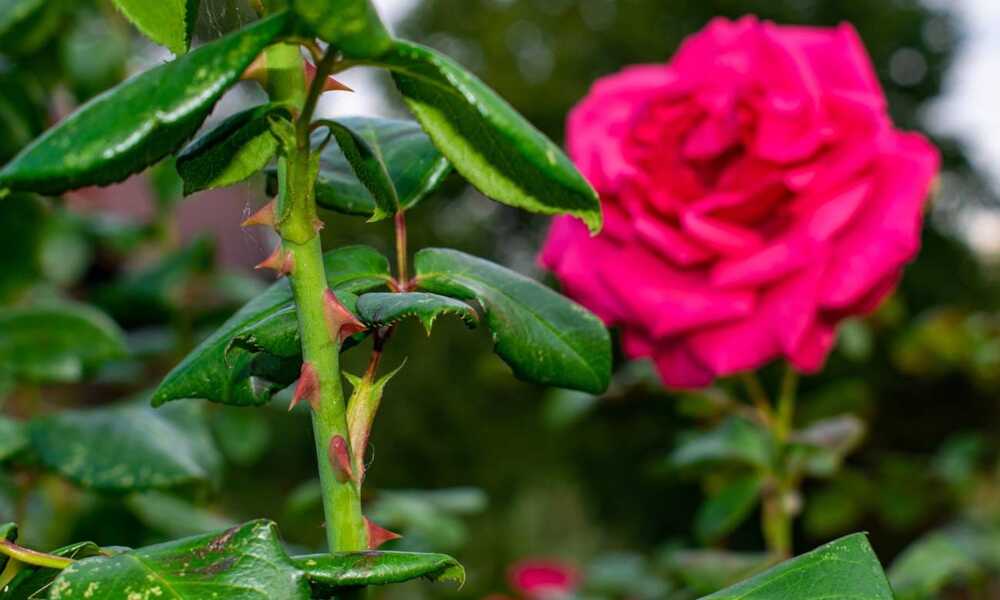 A beleza das pétalas e a simplicidade dos espinhos: lições da natureza
