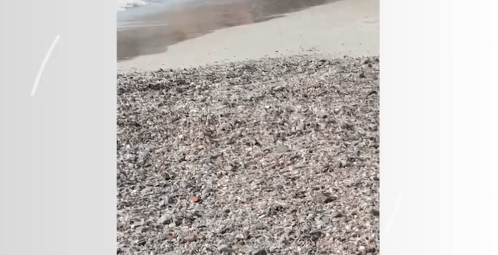 Milhares de conchas aparecem misteriosamente na praia de Copacabana 
