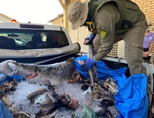 Apreensão de pescado bate recorde na Operação Araguaia, 128 kg foram recolhidos 
