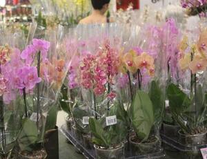 Primavera em Cores: 5ª Expo Orquídeas e Plantas Ornamentais no TopShopping