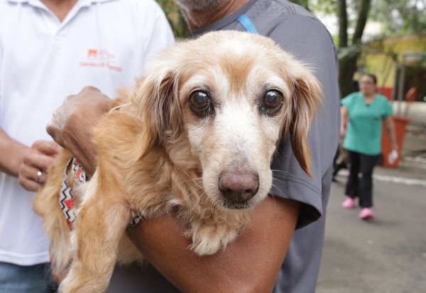Campanha de Vacinação Antirrábica Animal começa neste sábado (16) em Niterói
