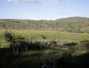 Campeãs em desmatamento, terras privadas têm 62% do Cerrado nativo 