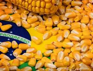 Brasil supera o EUA na exportação de milho