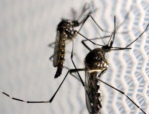 Dengue cresce no Rio; cinco municípios têm situação epidêmica