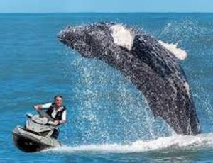É REAL: Bolsonaro investigado pela PF pois pode ter importunado baleia no litoral paulista