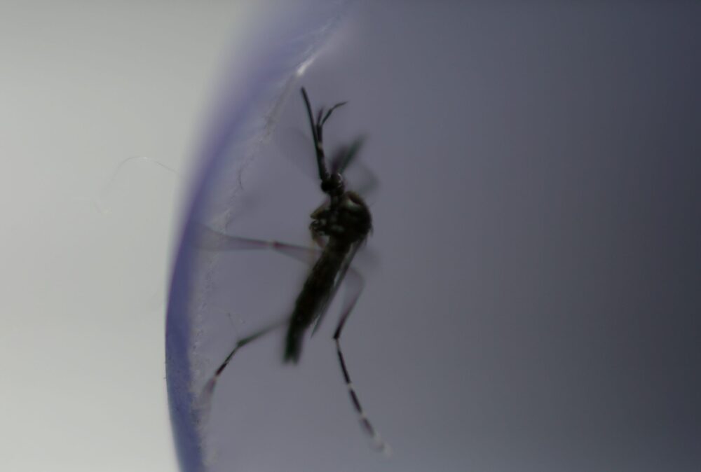 Rio de Janeiro na Vanguarda: Vacinação Histórica Contra Dengue em 12 Cidades