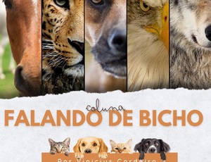 RESGATE DE ANIMAIS - Por Vinicius Cordeiro e Bruna Franco