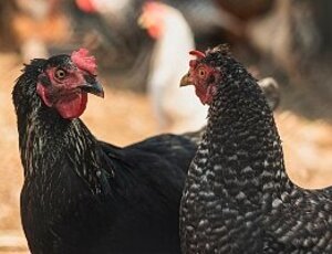 STJ absolve homem acusado de furtar duas galinhas em 2014