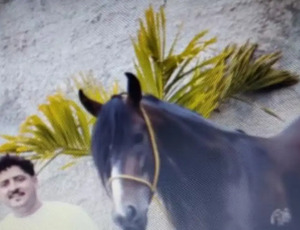 Haras, provedora de internet e até igrejas são usadas para lavar dinheiro da milícia do Rio e PCC