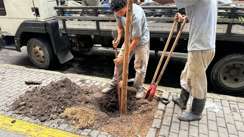 Icaraí recebe corredor de árvores de pau brasil