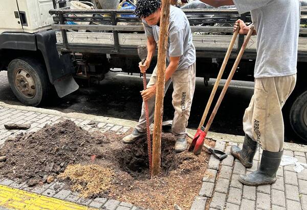 Icaraí recebe corredor de árvores de pau brasil