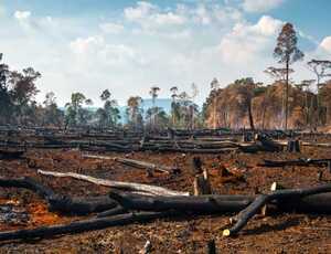 Desmatamento na Amazônia Legal atinge menor índice em seis anos, mas desafios persistem
