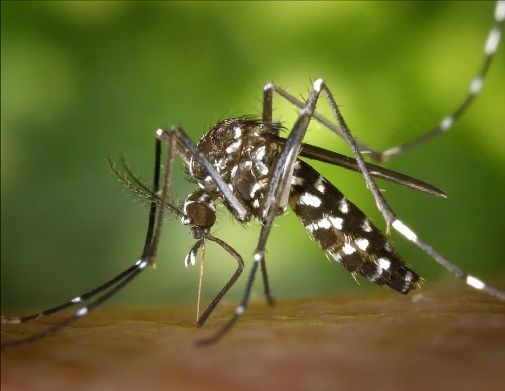 Encerrada epidemia de dengue na cidade do Rio
