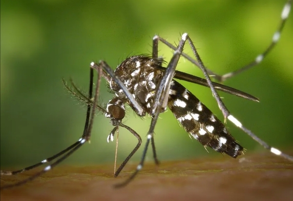 Encerrada epidemia de dengue na cidade do Rio