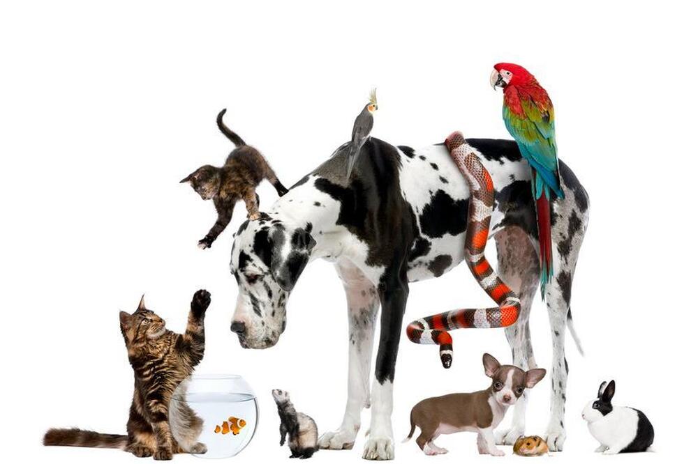 Nova tendência de animais exóticos de estimação do carioca
