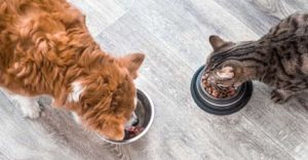 Aumento do abandono de felinos em locais públicos