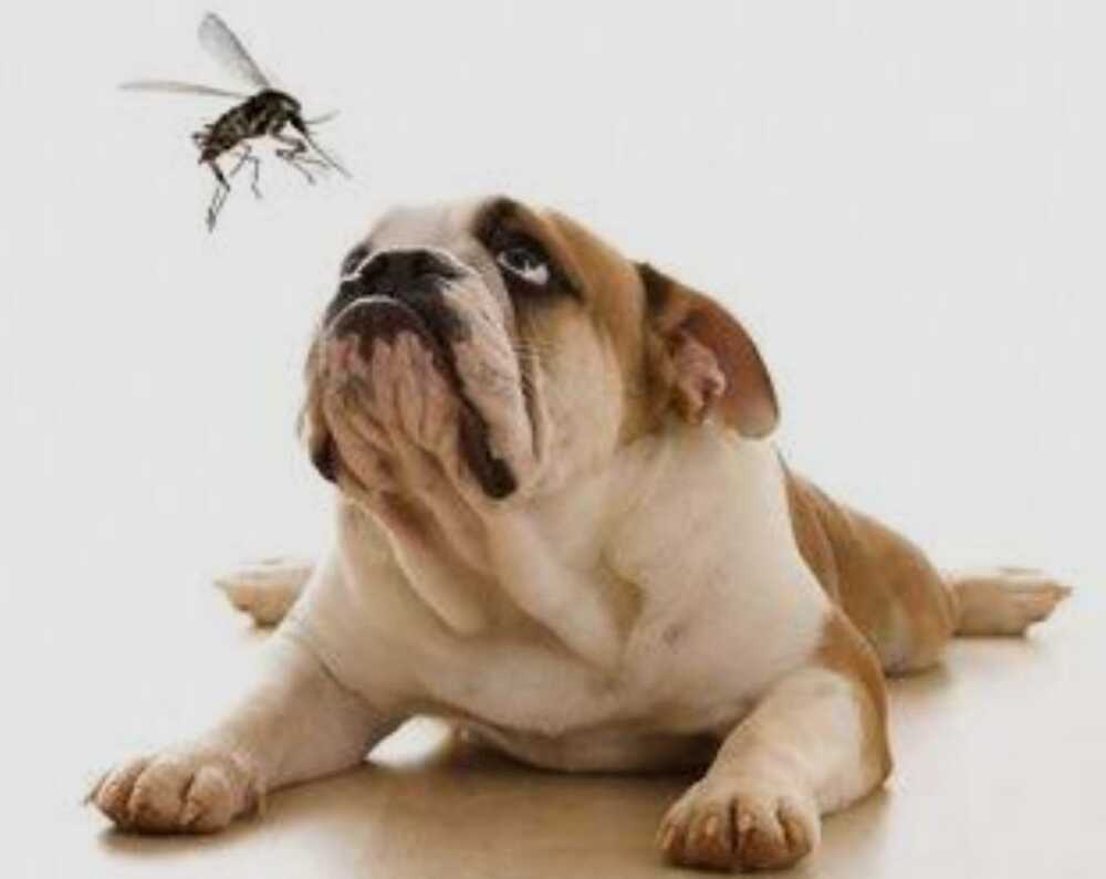 Atenção !!  Vocês sabiam que o mosquito da dengue pode transmitir doença fatal para os cães ? 