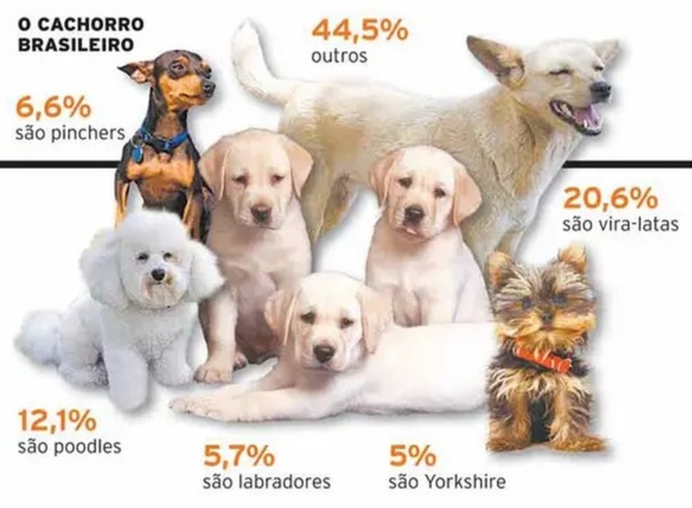 Os cães de raças preferidos pelos cariocas