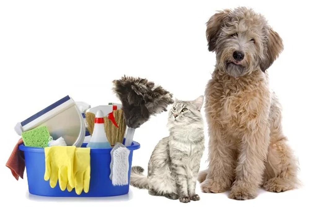 Atenção, cuidados de higiene geral para cães e gatos 