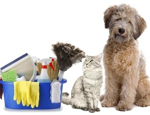 Atenção, cuidados de higiene geral para cães e gatos 
