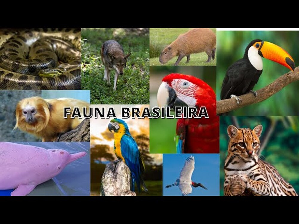 As tribos indígenas e os animais da fauna brasileira