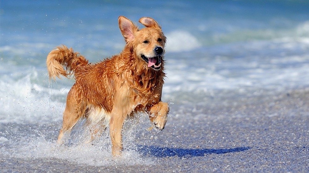 Levar cães à praia é saudável?