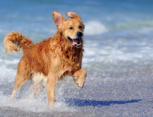 Levar cães à praia é saudável?