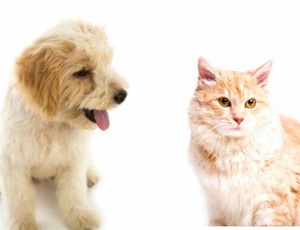 O perigo do uso de anti-concepcional humano em cadelas e gatas