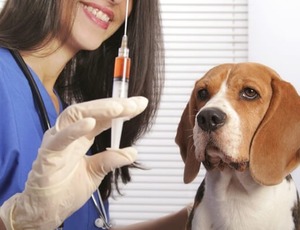 Qual melhor período do ano para vacinar cães e gatos?