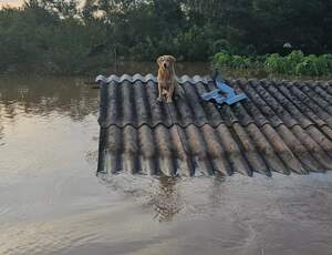 Os pets domésticos na tragédia do Rio grande do Sul 