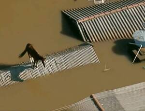 Cavalo ilhado em telhado é resgatado em Canoas (RS)