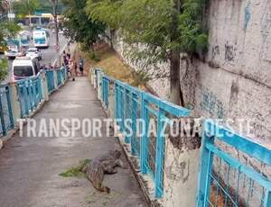 Os jacarés e sua luta pela sobrevivência