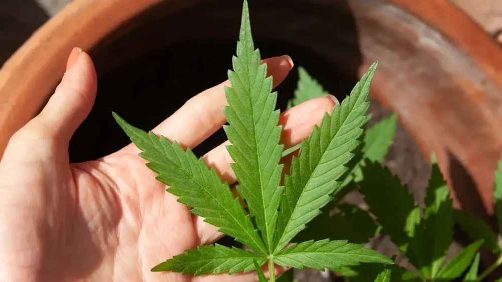 Cresce busca por habeas corpus para cultivo de Cannabis para uso medicinal