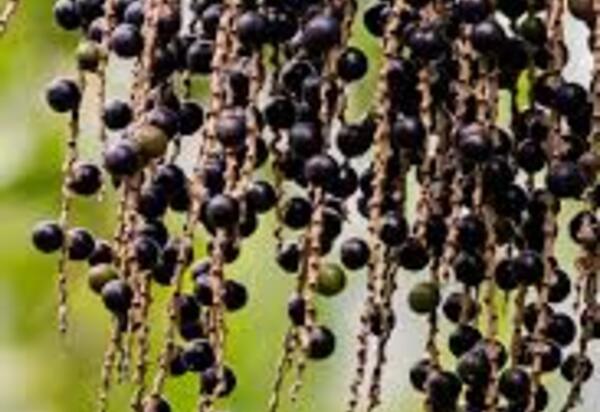 Juçaí, o açaí orgânico da Mata Atlântica, chega ao maior mercado varejista do país