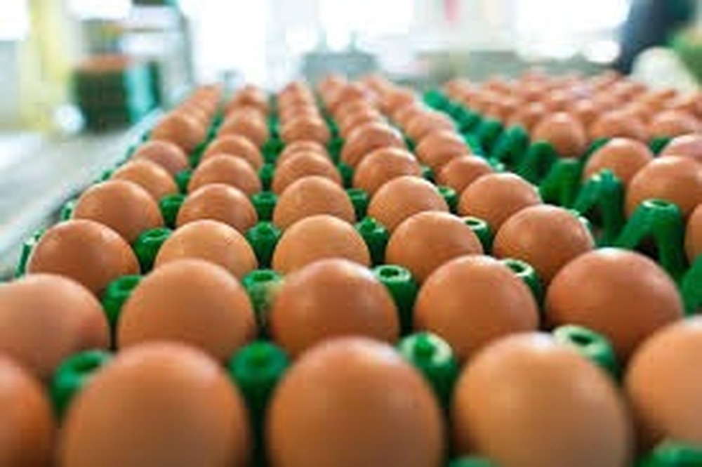 Crise Econômica Impacta Hábitos Alimentares e Mercado de Ovos no Brasil