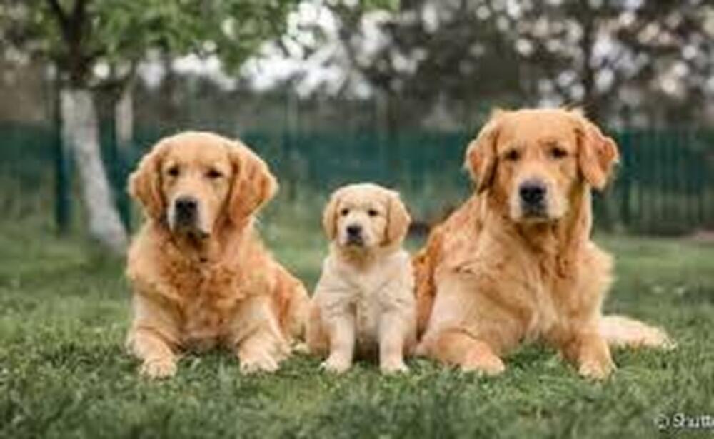 As raças de cães que desafiam o tempo conheça os longevivos e seus segredos