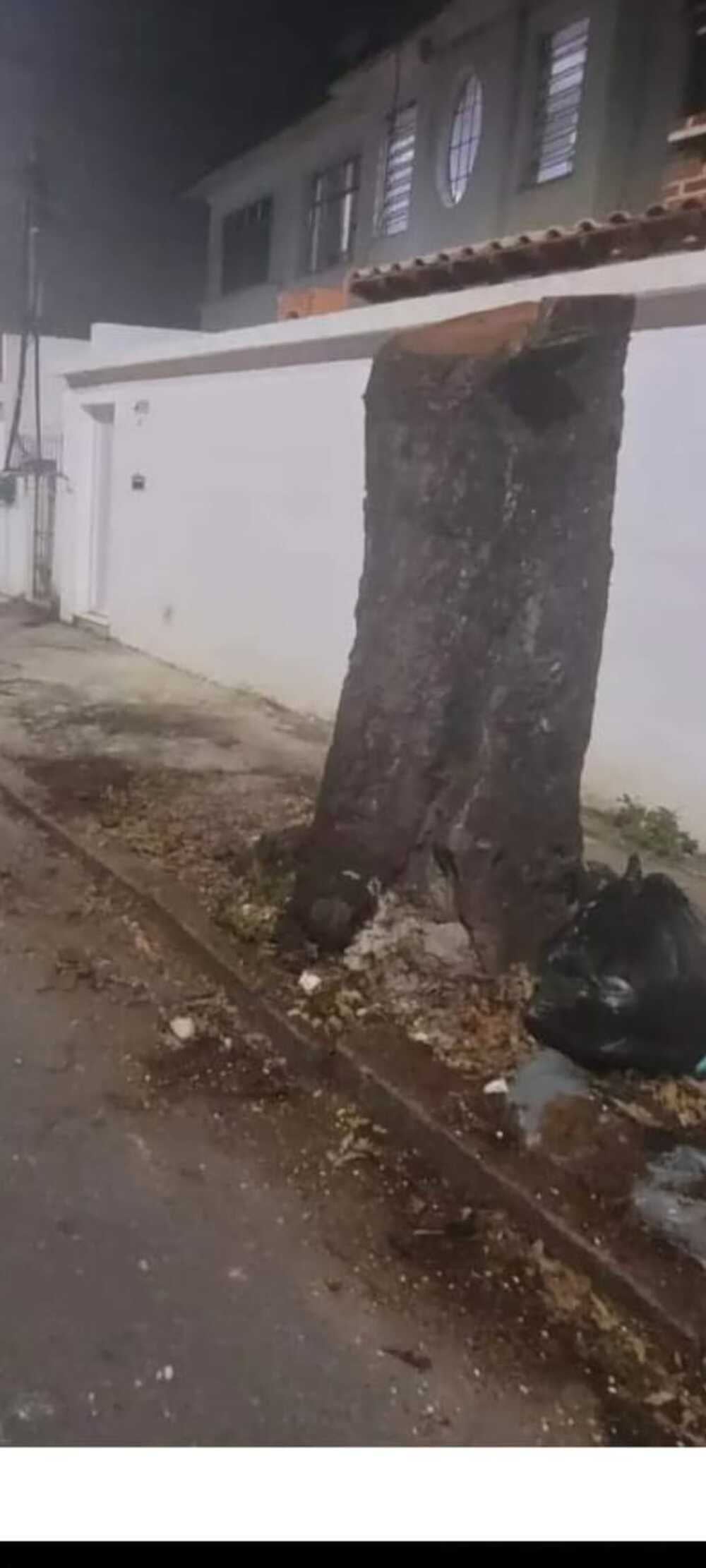 RIO TERÁ LEI PARA CONTROLE DE CORTE E DE REPLANTIO DE ÁRVORES
