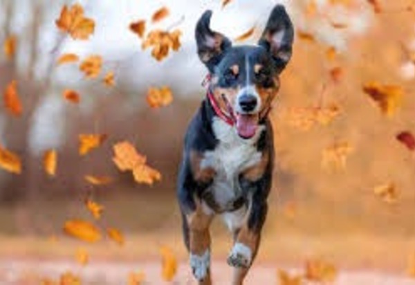 O outono chegou é a hora de humanizar seus pets 