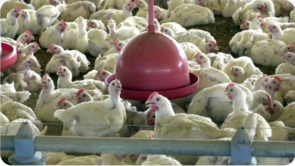 China, UE e Argentina suspendem compras de carne de frango do Brasil