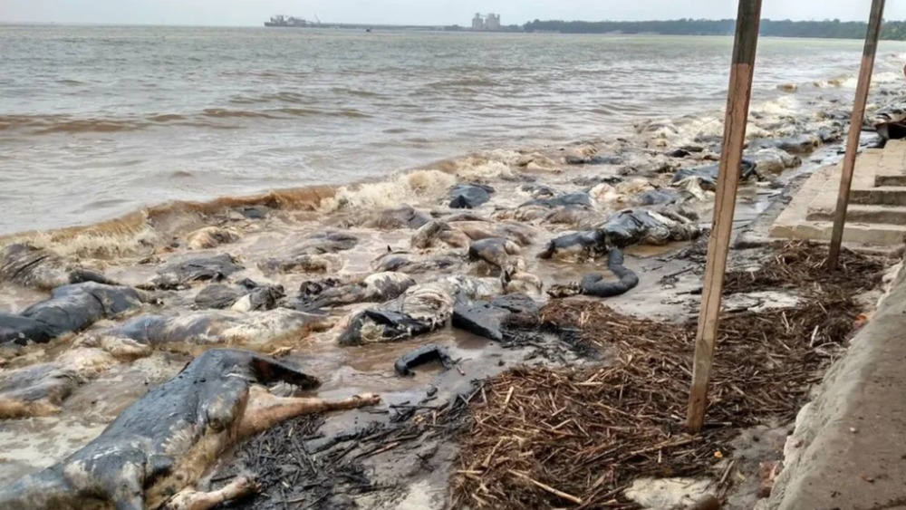 10 anos após naufrágio com 4,9 mil bois, navio segue submerso e ribeirinhos pedem reparação