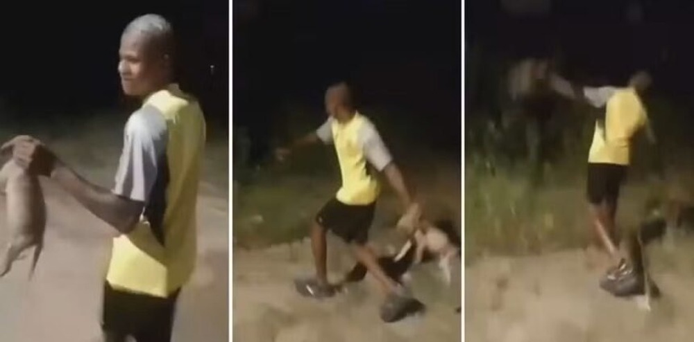 Até quando? Covardia contra filhote de vira-lata gera revolta na internet. Veja o vídeo