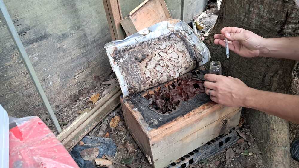 Abelhas sem ferrão: aliadas invisíveis no reflorestamento de Niterói