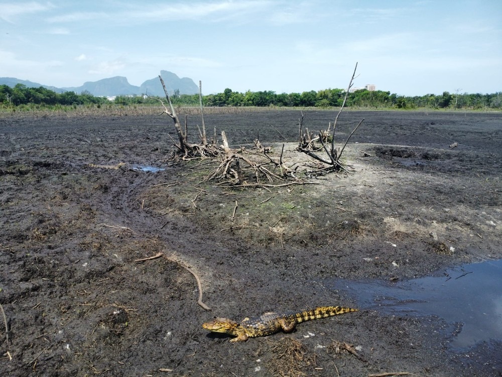 Crime ambiental na Barra: Iguá despeja esgoto sem tratamento no mar durante obras